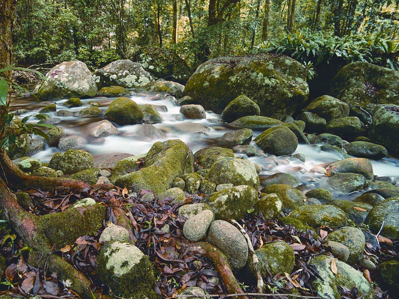 Rushing River  Rainforest%20River