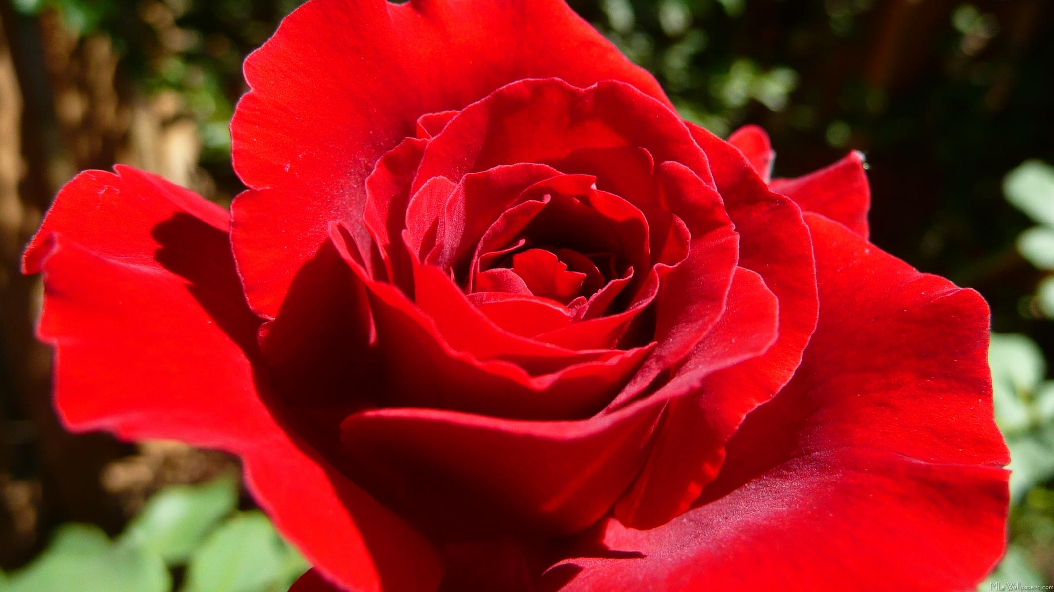  زراعة الورد في الحدائق  Bright-Red-Rose-197