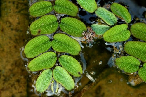 [IDF-93] [Vends] Plantes: salvinia natans: Réservée Salvinia_natans(L.)All_HeHai