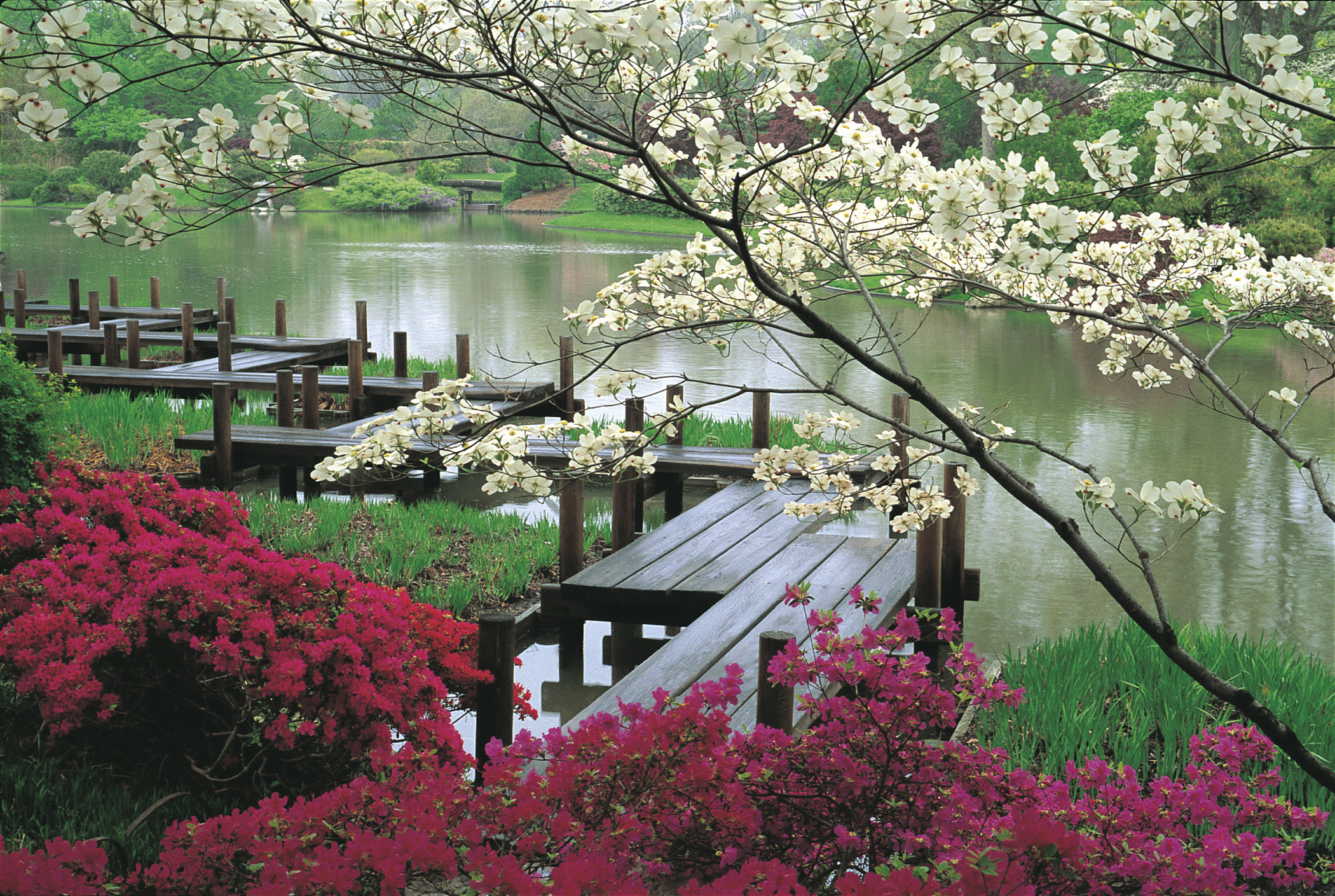 الازهار اليابانية  JapaneseGarden_JJennings