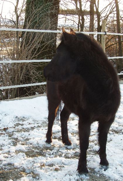 Dakota, petite ponette noire ! 2009-0309-004938