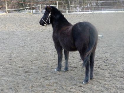 Dakota, petite ponette noire ! P1050675