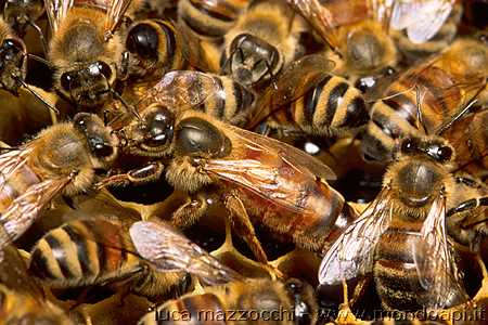 Il laborioso mondo delle api Api_w099_450