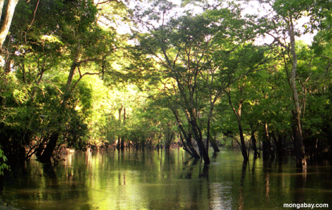     !! Flooded_forest