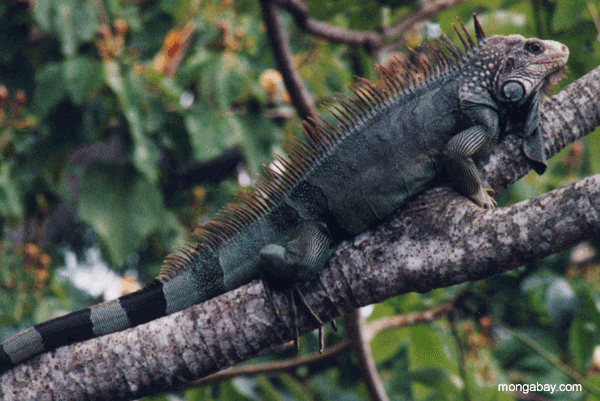 La notizia rimbalza sul web - Pagina 3 Male_iguana