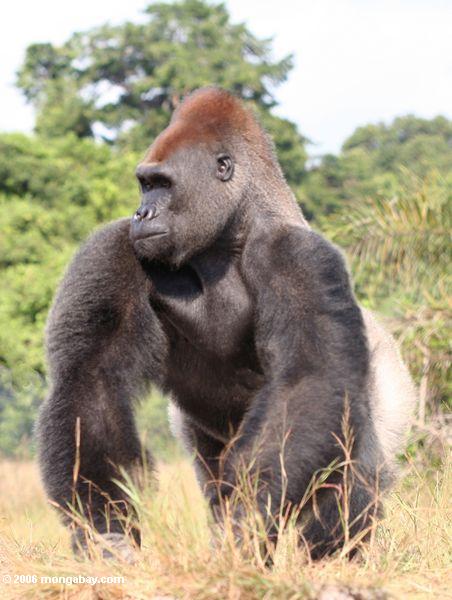 الـغوريــــلا ... Gorilla Gabon_1805