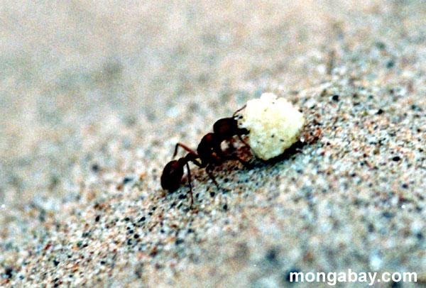 حقائق يصعب تفسيرها 0617_fire_ant_00