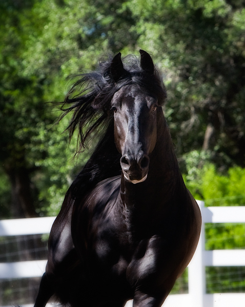 Ficha de Tormenta. Stallion