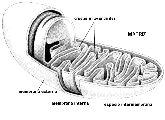 la mitocondria Image686