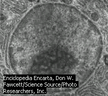 la mitocondria Image687