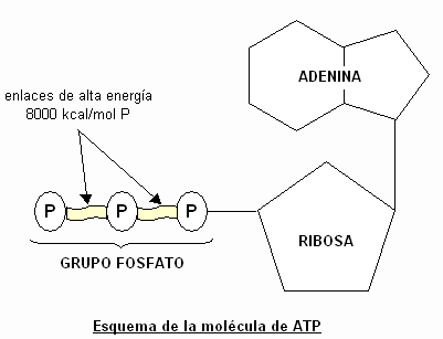 EL ATP (adenosin trifosfato) Image852