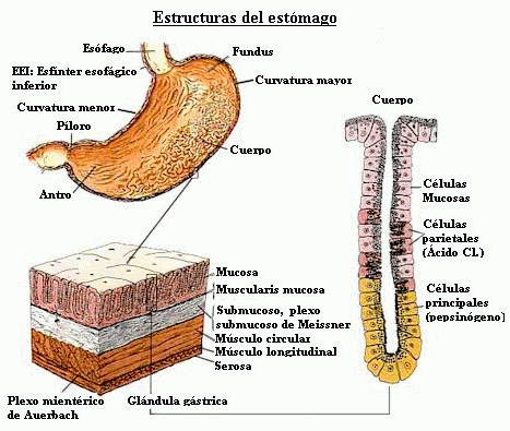 Historia Clinica Sistema Digestivo Maira Camelo Cod. 102102011 Hem7