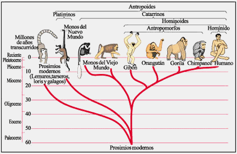 Preguntas a mis amigos evolucionistas. - Página 2 Image10517