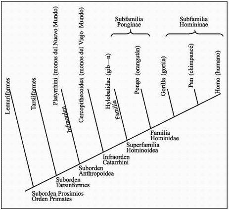 Preguntas a mis amigos evolucionistas. - Página 2 Image10518