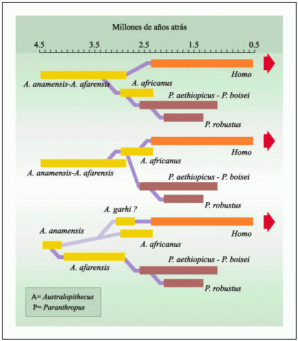 Preguntas a mis amigos evolucionistas. - Página 2 Evo2