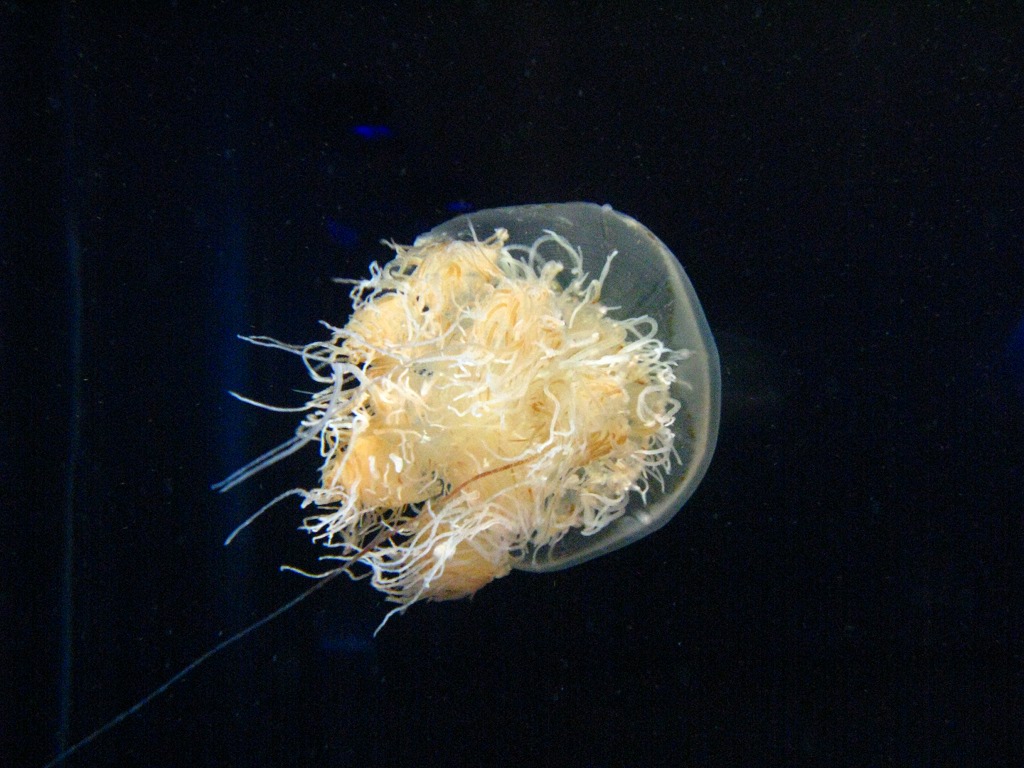  السمك الهلامي ..... Jellyfish1