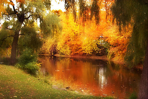 Les Saisons - Page 27 L%27automne%20au%20parc%20Raimbault%20a%20Montreal