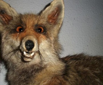 Chunga - Mátame, camión! (El Tópic de la Taxidermia Chunga) Bad-taxidermy-slow-fox-362x300