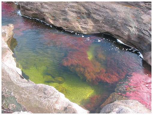 نهر الخمس الوان Cano-Cristales-1