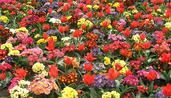 موضوع المليون هيا لنصل للمليون ... - صفحة 7 Bedding-polyanthus-tulip