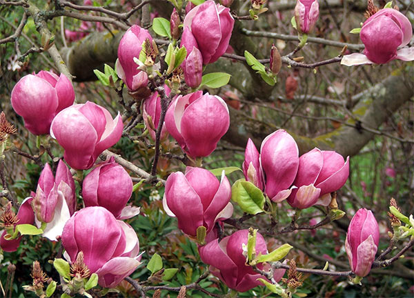 المياه العطرية Flowers-magnolia