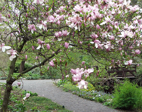 Caij, "PAJ NTOOS" Tawg Zoonkauj Magnolia-tree-path