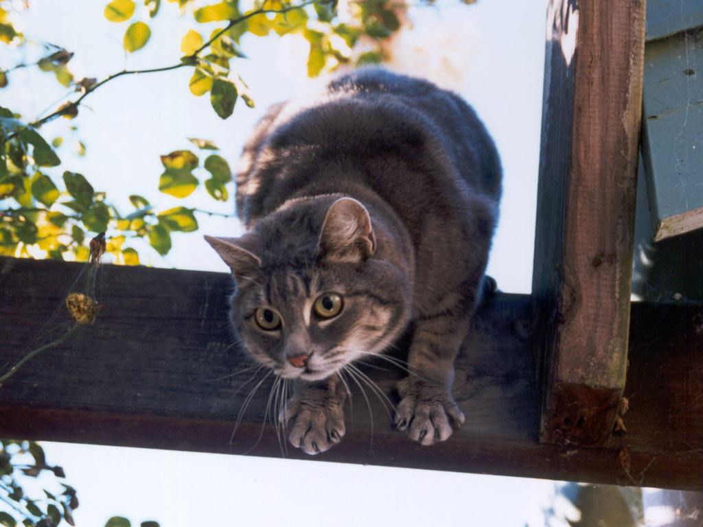 معلومات عن القطط. Cat-pergola