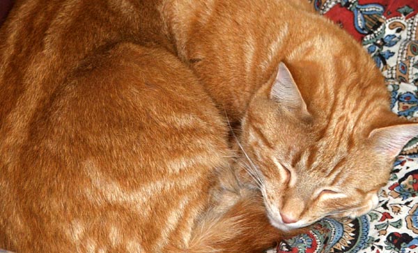 Farm Refuge Ginger-cat-sleeping