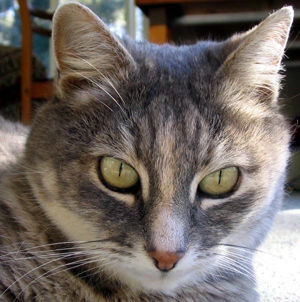 Charakter Grey-cat