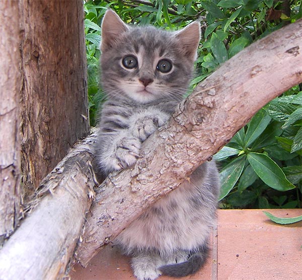 Hello everyone on this site! Kitten-grey-fluffy