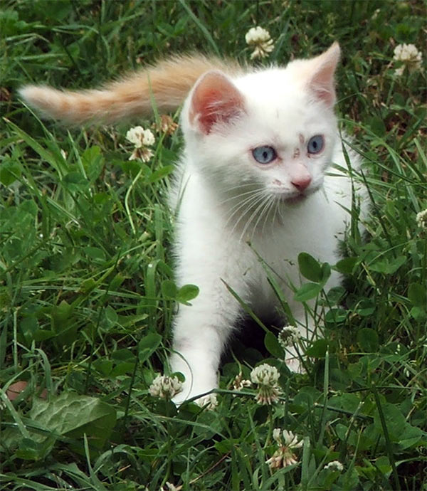 CATS AND KITTENS THAT NEED A FOSTER HOME Kitten-white-grass