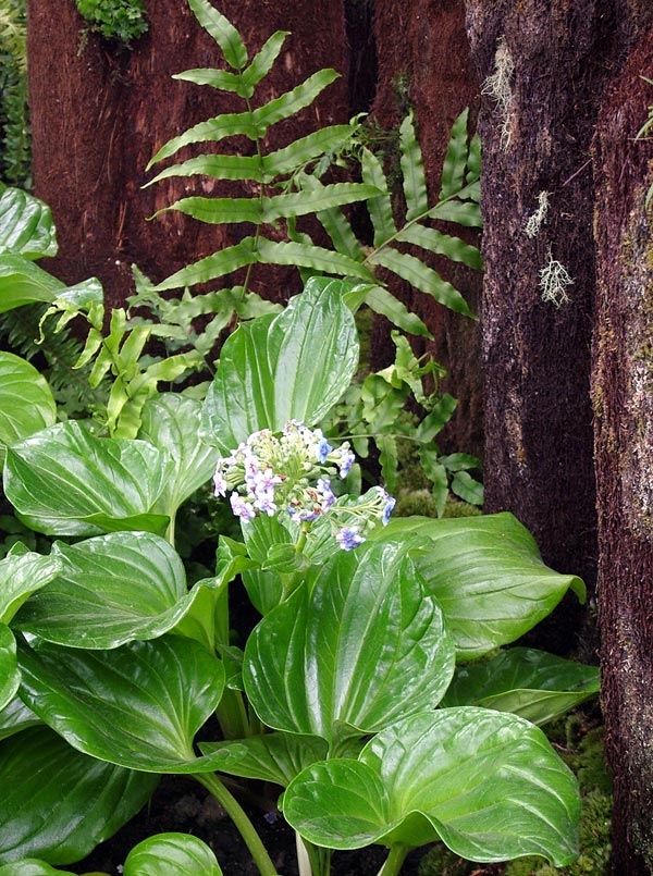 اجعل من حديقتك  مهرجان للحركة و السحر والجمال Chatham-island-forget-me-not