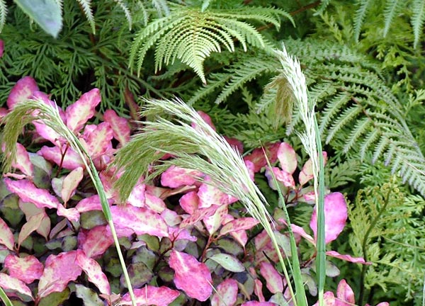 اجعل من حديقتك  مهرجان للحركة و السحر والجمال Pepper-tree-fern