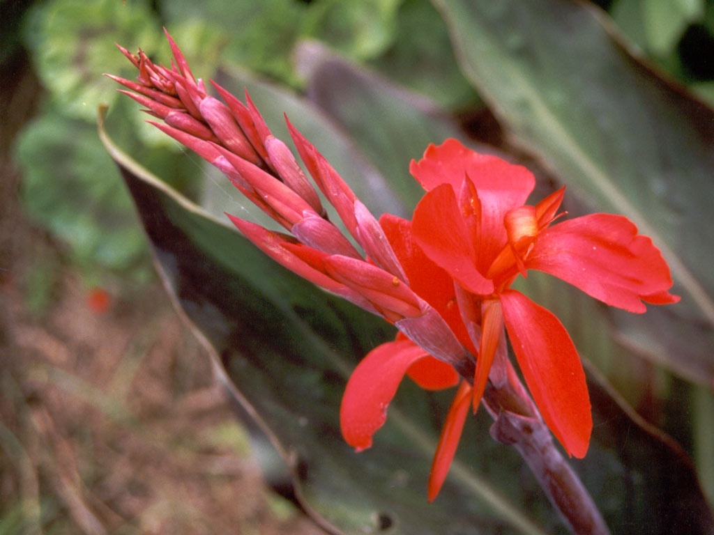    ... Canna-red-flower