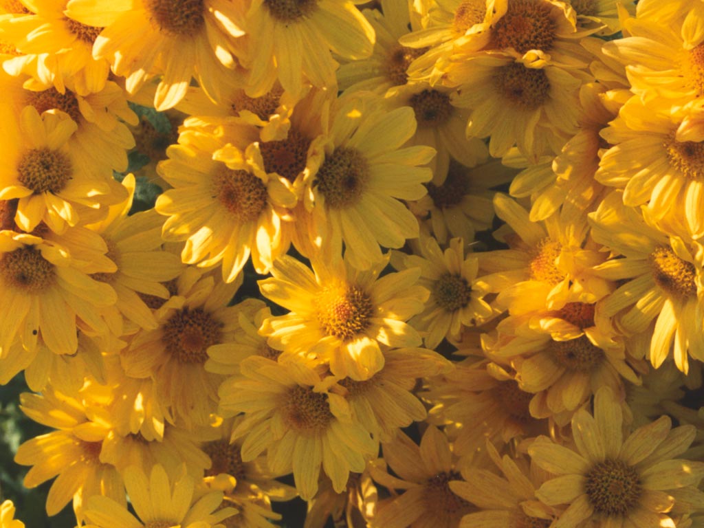 மஞ்சள் மலர்கள். Chrysanthemum-yellow-flower