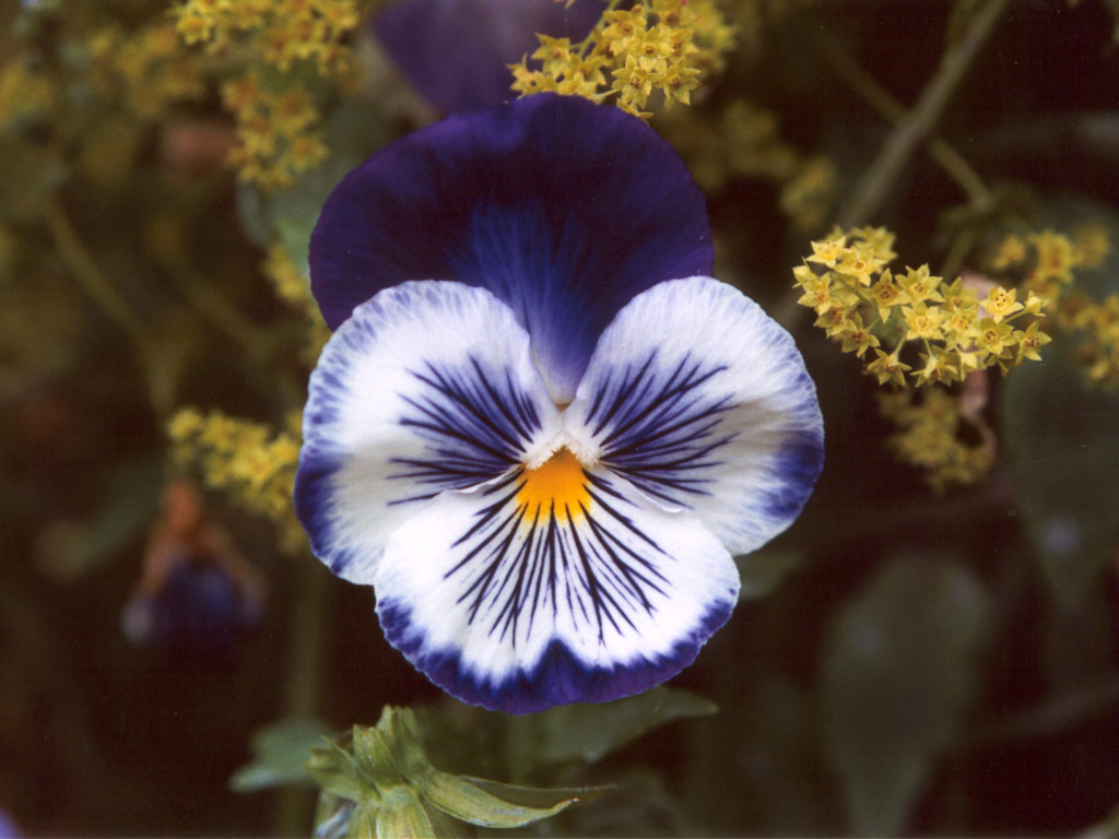  ј -  3 Pansy-flower-blue