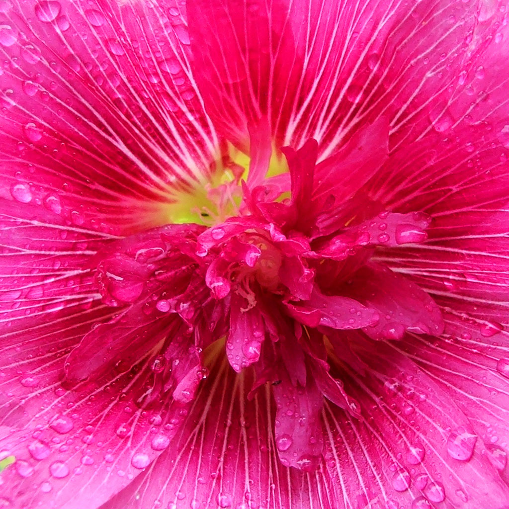 Looking at the bright side of things Hollyhock-bright-pink