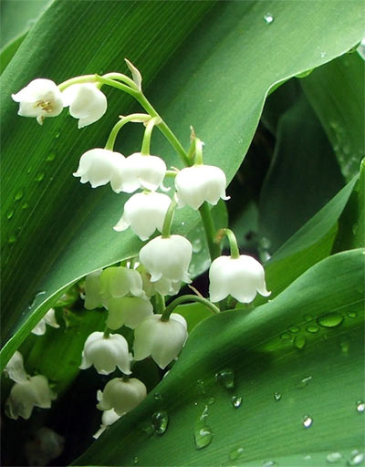 15 زهرة من اجمل الازهار في العالم Lily-of-valley