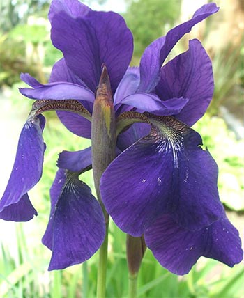 Floarea preferata Blue-iris-japanese