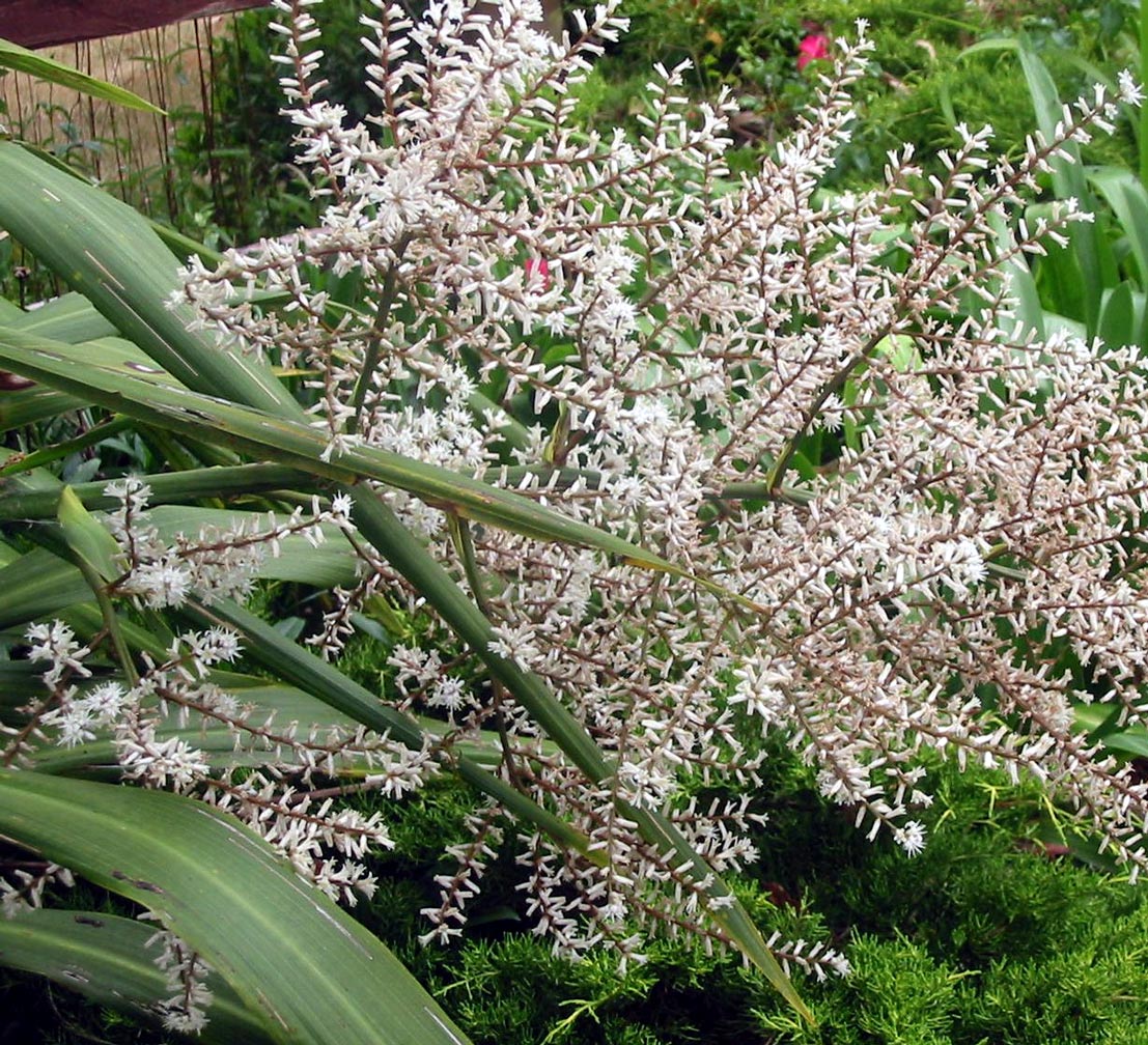 இயற்கையுடன் கலந்த அழகுக் காட்சிகள் சில! - Page 3 Native-cabbage-flower