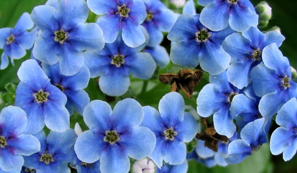 Hanakotoba (Bahasa Bunga) Blue-chatham-island-flower