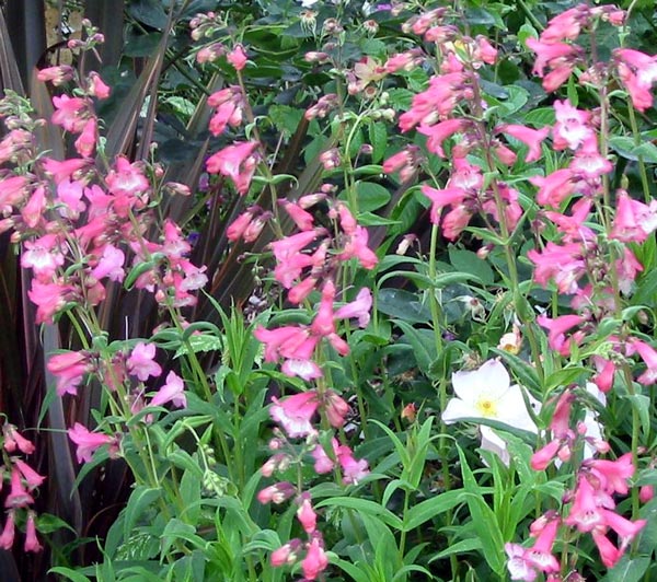 CEDAR BREAKS NATIONAL MONUMENT Perennial-penstemon