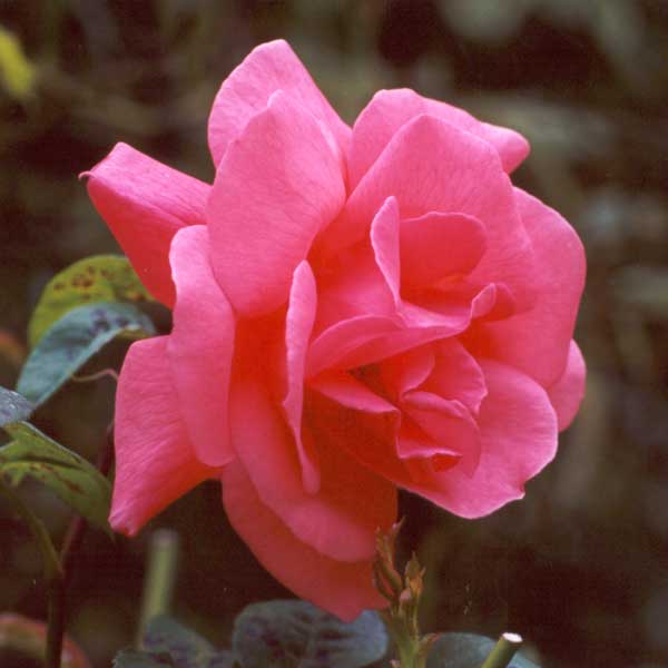 لعبة الورد يا اهل الورد - صفحة 2 Another-unknown-pink-rose