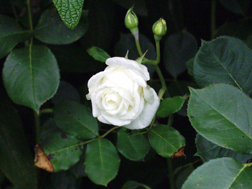  زراعة الورد في الحدائق  White-rose
