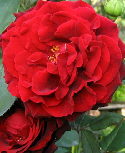  ي و ر د هـ ! . . . في ككـِـل ـآلفصْصـول ~ Old-rose-red