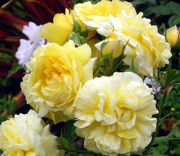 صور الورد الاصفر - صفحة 2 Yellow-rose-bush