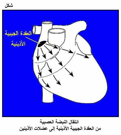 القلب و مكوناته و مصدر الحركة الذاتية للقلب Fig14.gif_cvt01