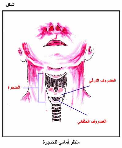 بـــحــث مـــفـــصـــل عــــ || الـجـهـاز الـتـنـفـسـي || ـــــــن Fig08.gif_cvt01