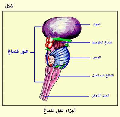 brain........ Fig03.gif_cvt01