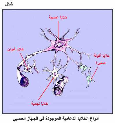 الجهاز العضلي Fig18.gif_cvt01